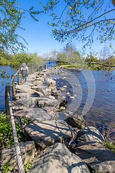 Nature reserve in Brug Molenplas, stepping stones in the Oude Maas river, mature woman with her dog crossing