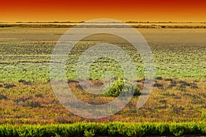 Nature reserve Camargue in France