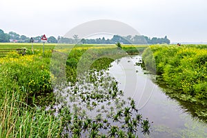 Nature reserve De Onlanden in The Netherlands