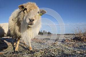 Nature reserve Drents-Friese Wold