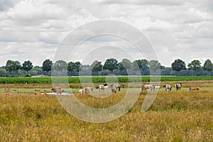 Nature reserve the Eexterveld between Eext and Anderen