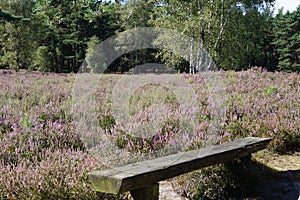 Nature reserve Fischbeker Heide, Hamburg â€“ Germany