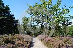 Nature reserve Fischbeker Heide, Hamburg â€“ Germany