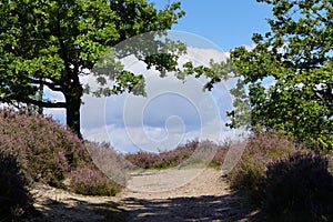 Nature reserve Fischbeker Heide, Hamburg â€“ Germany