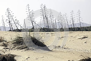 Nature reserve of Gata-Nijar`s End, Almeria. Andalusia, Spain. photo