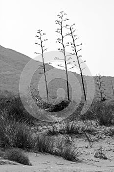 Nature reserve of Gata-Nijar`s End, Almeria. Andalusia, Spain. photo