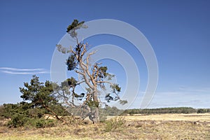 Nature reserve Holtingerveld