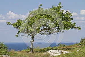 Deciduous tree in the nature reserve Hovs Hallar photo