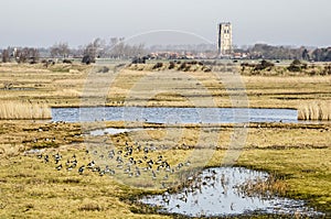 Nature reserve on the island of Goeree