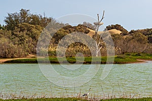 Nature reserve la Charca de Maspalomas, Gran Canaria photo