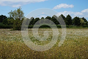 Nature reserve meadow with white flowers and trees