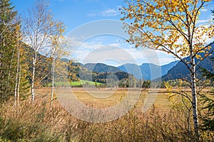 Nature reserve moor landscape Weidmoos Ettal in autumn