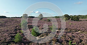 nature reserve in The Netherlands, heath area, purple blooming flowers, heather grounds, heathland,