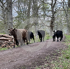 Nature reserve in Oland Island, Sweden