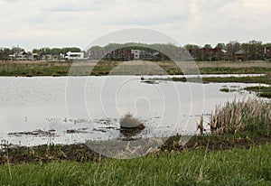 Nature reserve "The Onlanden" Netherlands