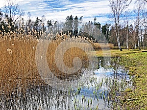 Nature reserve small Rumensee lake or Rumensee pond oder Naturschutzgebiet Rumensee, Kusnacht am Zurichsee Kusnacht am Zuerichsee