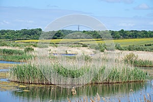 Nature Reserve, St Aidens RSPB sanctuary Yorkshire UK