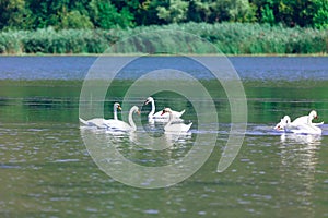 Nature reserve with swans