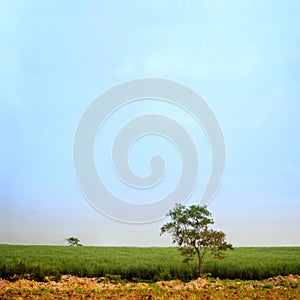 Nature resources view sky tree