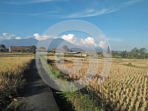 Nature Rice field and mountain indonesia photo