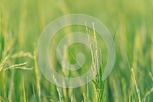 Nature of rice field on rice paddy