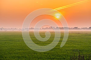 Nature rice field with sunset