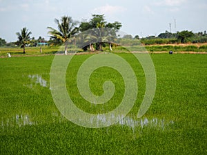 Nature rice tree grassy lush verdancy verdant verdantly verdure verdurous verdurousness greenery greenish viridity Green fields gr