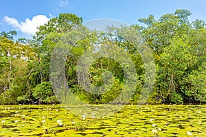 Nature at the Rio Dulce river in Guatemala