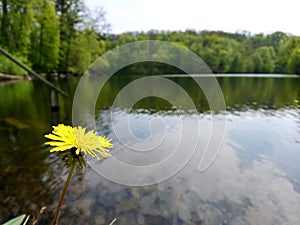 Nature by the river photo with macro yellow flower in front