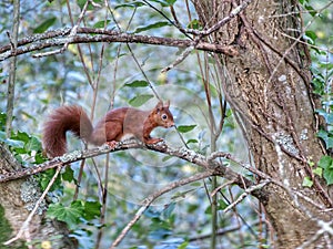 Red Squirrel Forest animal VendÃÂ©e