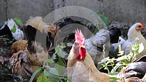 Nature rooster bantams flock standing in garden