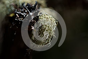 Nature's Abstract - Ragged Green Moss Snagged on Dead Branch