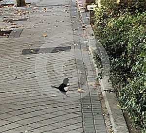 Nature s amazing,  birds in the streets