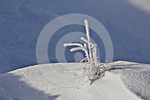 Nature`s art at Yellowstone National Park