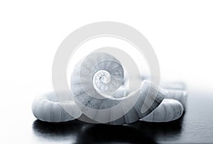 Spirula Shell