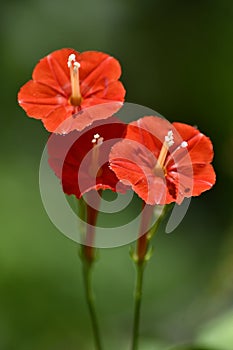 Nature's beauty is simple and beautiful as these three tall red flowers