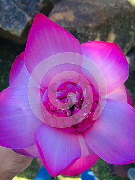 Nature's Beauty Tour - The Beauty of Sri Lanka - The Lotus