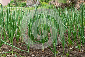 Nature\'s Bounty: Green Onion Cultivation in Sunlit Plots