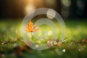 Nature\'s Canvas: A Stunning Autumn Bokeh Shot of a Maple Leaf in the Grass