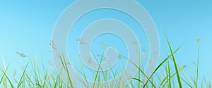 Nature\'s Canvas: Vibrant Grass Against a Serene Blue Sky