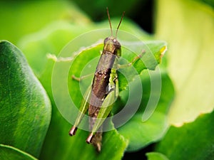 Nature\'s Close-Up: Grasshopper Perched on a Green Leaf with a Blur Background