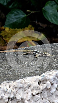 Nature's Curious Observer: Lizard on a Sun-Warmed Stone