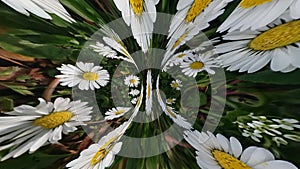 Nature`s Daisy`s Flowers Abstract Creative Background Perspective