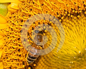 Nature\'s dance: bee gracefully foraging on a vibrant sunflower\'s golden treasure