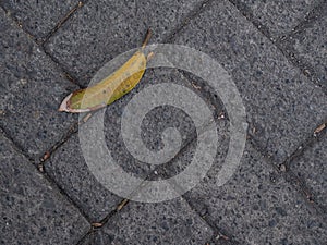 Nature\'s Delicate Dance: Fallen Leaf on Pavement, A Moment of Tranquility