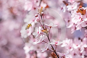 Nature\'s Delight: Honey Bee Pollinating Pink Sakura Blossom