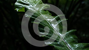 Nature\'s Elegance: Close-Up of Fern Leaf in a Lush Tropical Rainforest