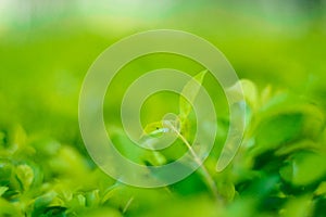 Nature\'s Embrace: Closeup of a Green Leaf in a Sunlit Garden