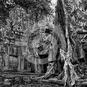 Nature\'s embrace: Giant roots of a tropical tree intertwine with Khmer ruins in Cambodia