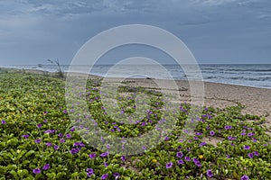 Nature`s Garden on the Dunes at the Beach
